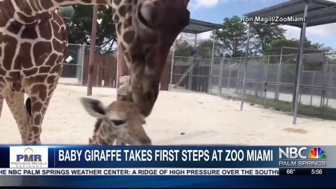 Baby Giraffe Takes First Steps At Zoo Miami