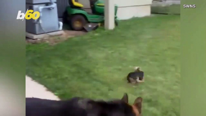 Dog Dash! Watch This Funny Video of a Big Dog Chasing a Small Dog Around a Pool!