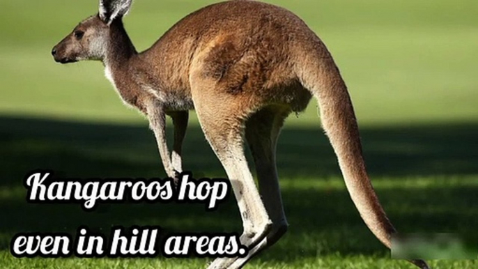 Why do kangaroos hop instead of walking.