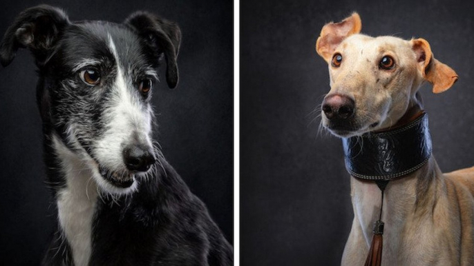 Cette série de photos rend hommage aux chiens de chasse abandonnés en Espagne