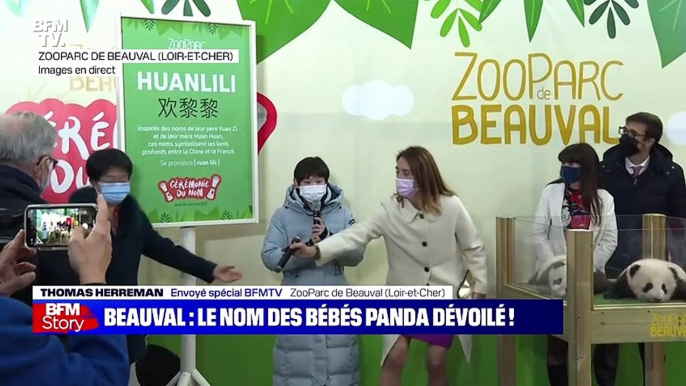 Story 3 : Beauval, les bébés panda nommés Yuandudu et Huanlili - 18/11