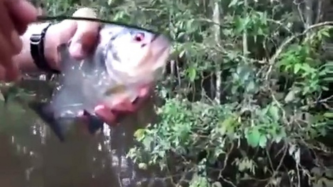 Demo de la puissance de la mâchoire du piranha