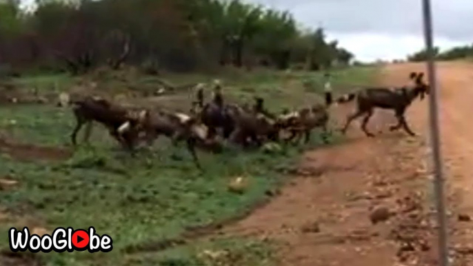 ''Something you don't see every day' - Pack of hungry dogs MAULING a baby Impala'