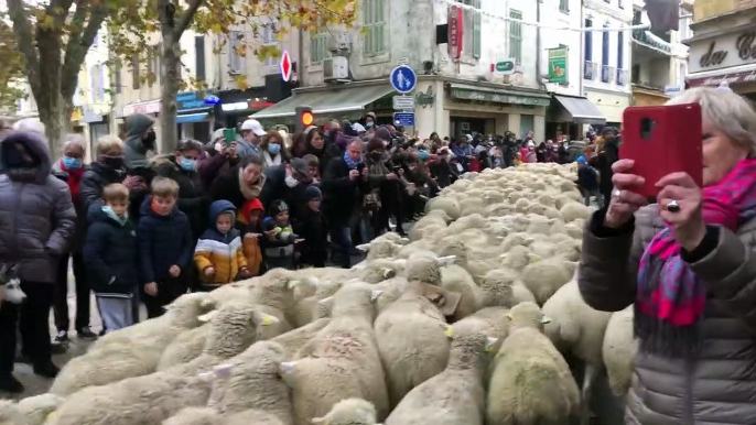 Fête des Bergers et des Traditions:  le Grand Défilé de la Transhumance dans le centre ville istréen