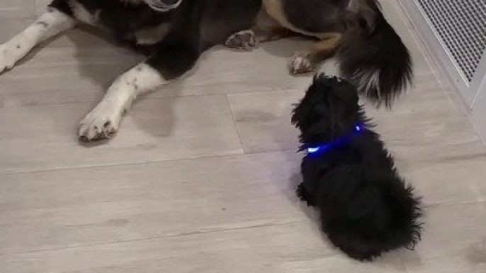 Playful Puppy Meets Patient Adult Dog For First Time