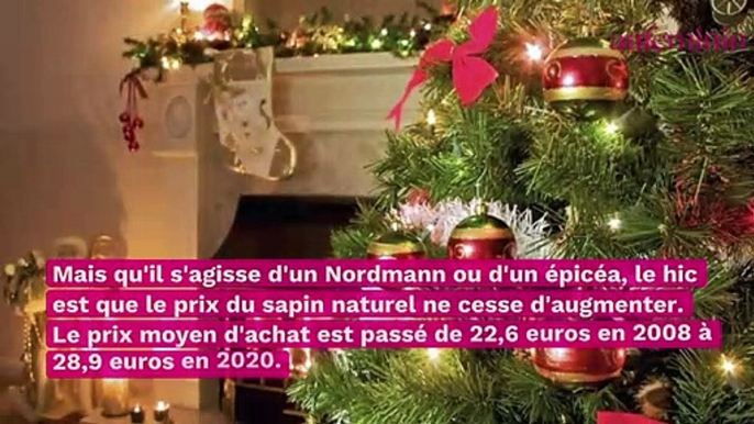 Noël : comment trouver un beau sapin pas trop cher