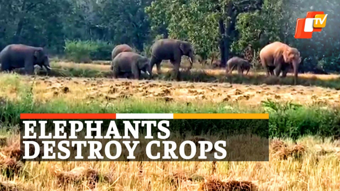 Watch: Herd Of 26 Elephants Wreaks Havoc