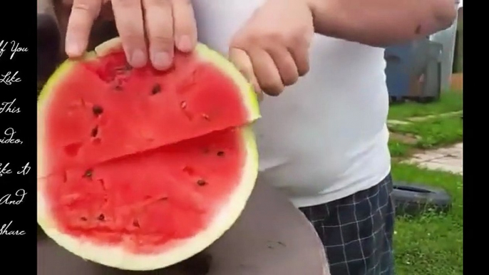 A bear can't wait to eat his favorite fruit that is watermelon