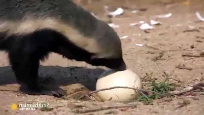 A Honey Badger Cracks Open a Thick Ostrich Egg