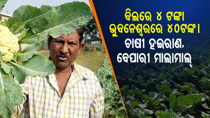 Cauliflower Farmers Forced To Distress Sell Their Produce In Odisha