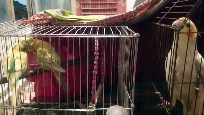 What doing love birds & cokatoo!|cute pet love birds & pet cokatoo