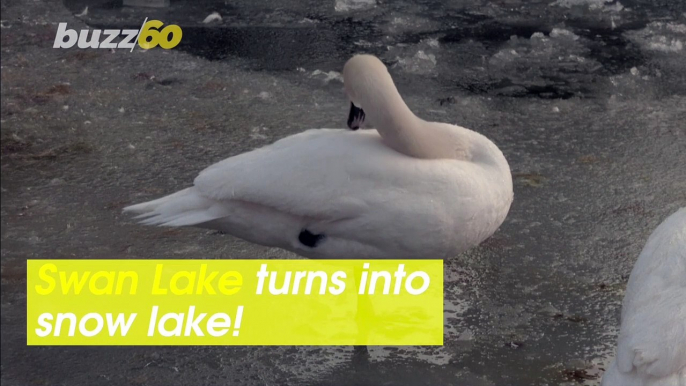 Swan Lake Turns to Snow Lake! Turkish Park Filled With Birds & Swans Deals With Freezing Temps!