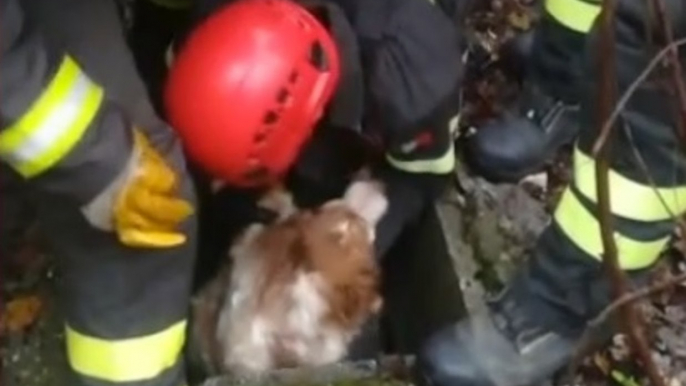 Perugia - Cane cade in un pozzo: salvato dai Vigili del Fuoco (27.12.21)