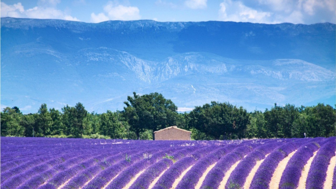 FEMME ACTUELLE - Alpes-de-Haute-Provence, voyage au cœur des senteurs provençales (2)