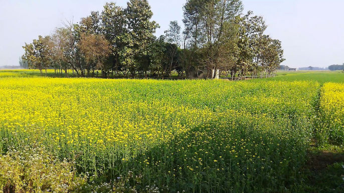 India village farmers blog flowers Lucknow village Uttar Pradesh  farming  Mera khet Mera home  lifestyle vlog India blog