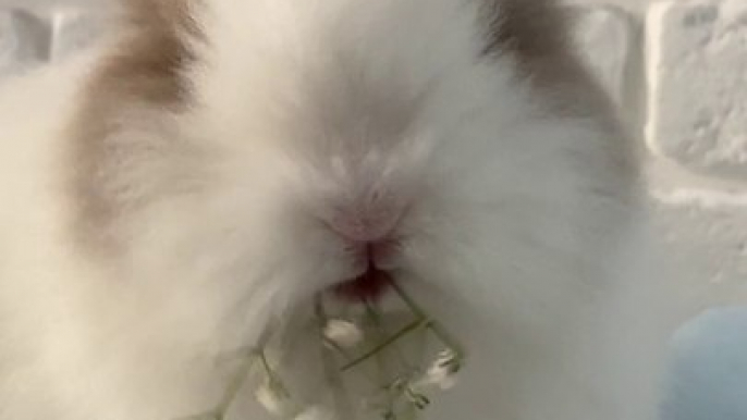 Rabbit Eating a Flower - CUTE RABBIT 4K VIDEO - PETS WORLD #TIKTOK #SHORT #VIRAL