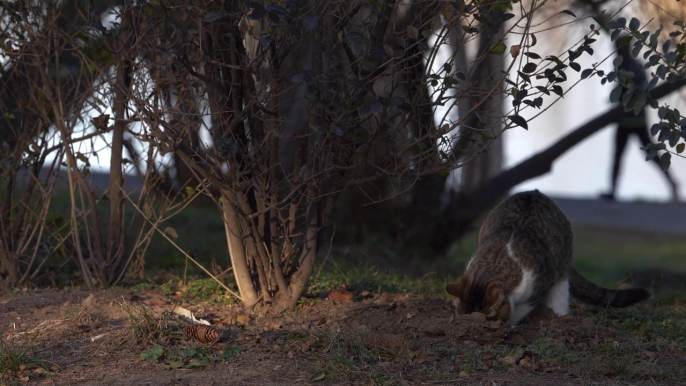 Cat Digging The Soil - cute cat 4k video - pets world #tiktok #viral