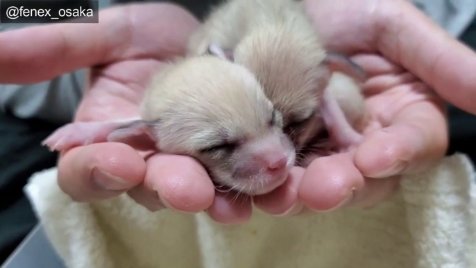 ① The fox babies will grow from now on. Life with newborn Fennec fox babies.