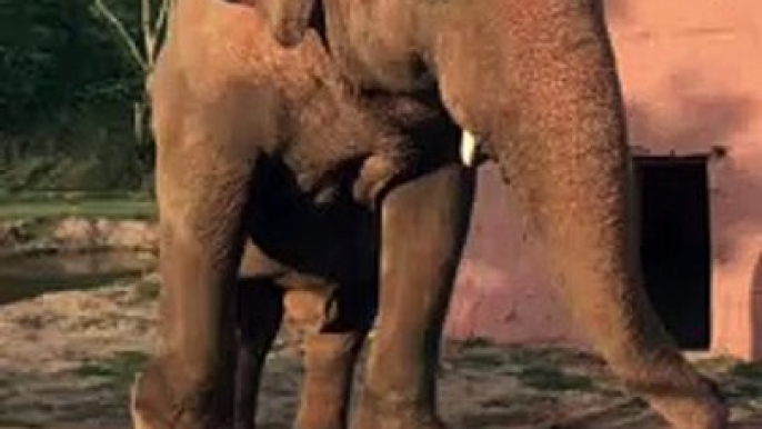An Elephant Dancing on a Ledge - CUTE ELEPHANT HD VIDEO - PETS WORLD #TIKTOK #VIRAL