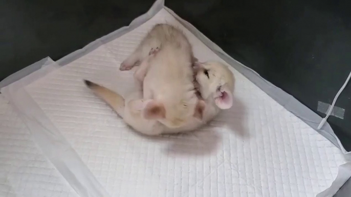 ③ The fox babies will grow from now on. Life with newborn Fennec fox babies.