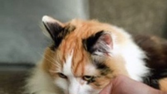 Person Feeding a Cat - Cute Cat 4k Video - Pets World #tiktok #viral