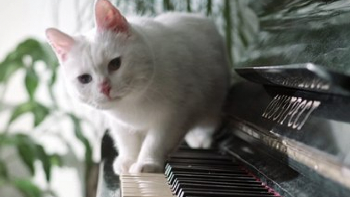 A Cat Jumping Away From The Piano Keyboard - cute cat 4k video - pets world #Tiktok #Viral