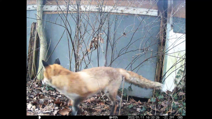 Fox and badger fight about there home