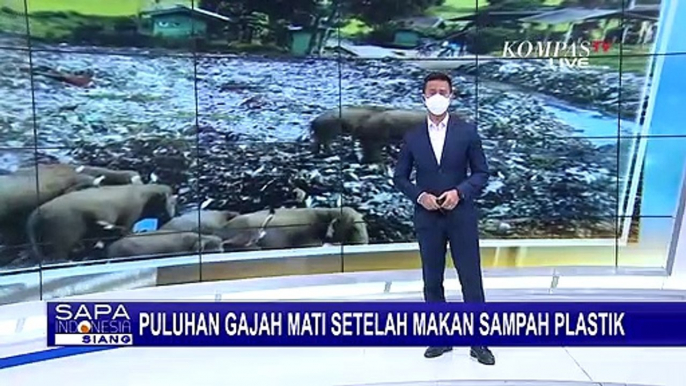 Habitat Diganggu, Ratusan Gajah Sri Lanka Terpaksa Mencari Makan di Tempat Pembuangan Sampah Terbuka