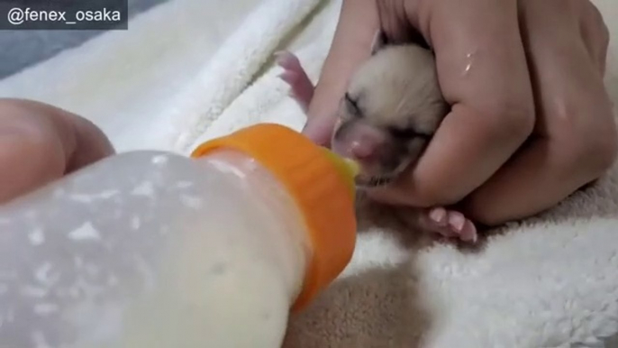 ⑤ Differences between very small fox babies.Milk is the lifeline. Fennec fox babies just after birth