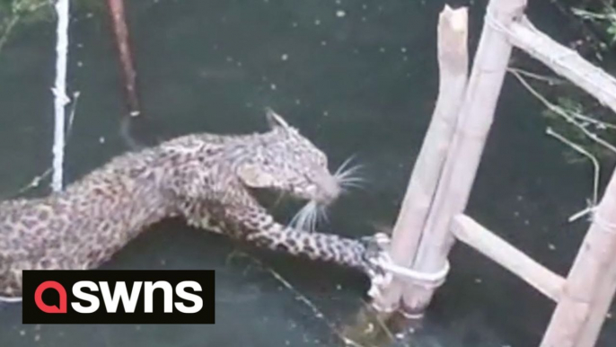 Leopard trapped in well climbs up roughly made ladder dropped in by rescuers