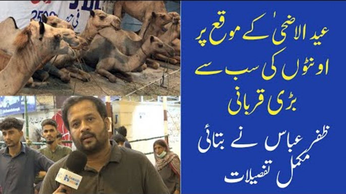 JDC Foundation Karachi Qurbani 2021 | Camel Qurbani | Zafar Abbas Interview | Eid ul Adha