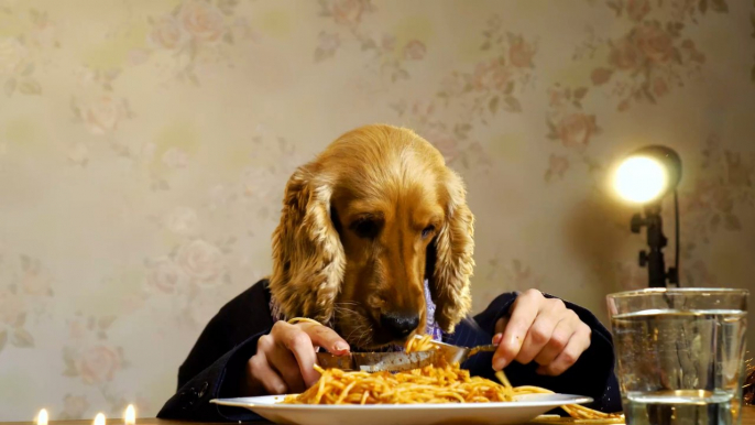 Dog gets stoned after eating faeces of drug user