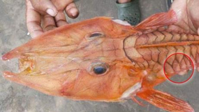 He Pulled This Creature Out Of The Water - Then Noticed Something Seriously Bizarre
