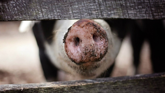 Researchers Have Managed To Successfully Transplant Lab-Grown Lungs Into Pigs