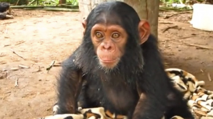 This Little Monkey Trying To Stay Awake Is The Cutest Thing You'll See All Day