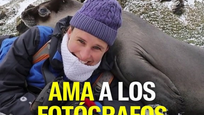 Estos lobos marinos se acercan a abrazar a una fotógrafa