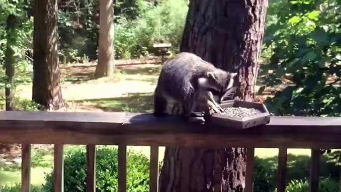 Un raton laveur vole un oiseau qui vient à son tour le voler...