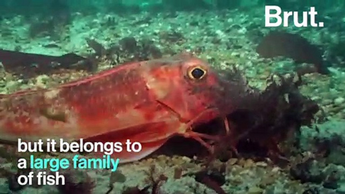 Meet the sea robin, a fish with legs and "wings"