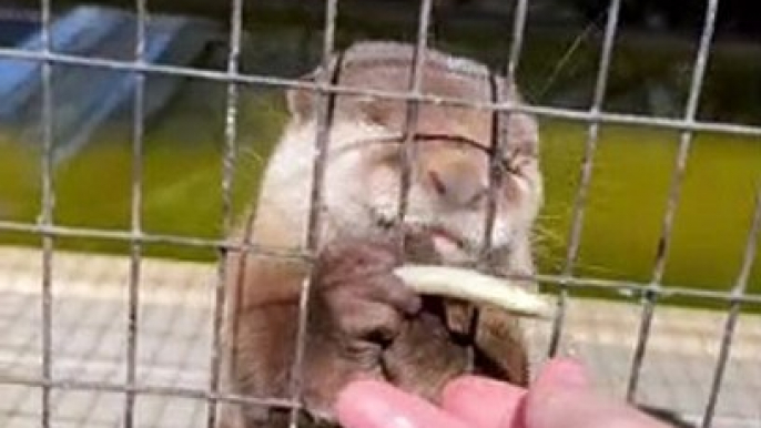 Rescued Otters and Their Cute Little Noises