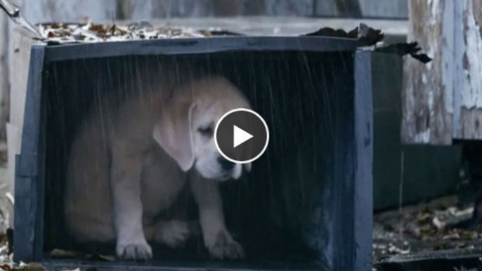 Dieser kleine Hund war in großer Gefahr, doch sein bester Freund kam ihm zu Hilfe.