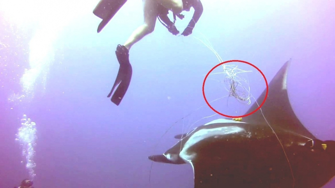 Auf offener See begegnete dieser Taucher einem großen sterbenden Mantarochen. Das, was er tat, um ihm zu helfen, ist außergewöhnlich