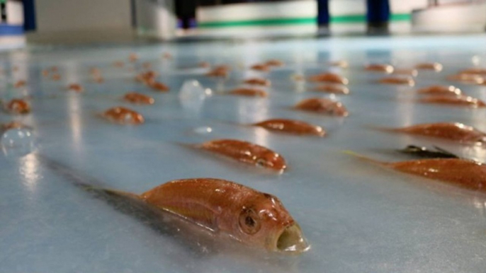 Japon : une patinoire construite sur des milliers de poissons morts fait scandale