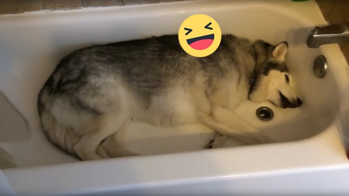 Husky möchte lieber baden als spazieren gehen und diskutiert mit Frauchen in der Badewanne