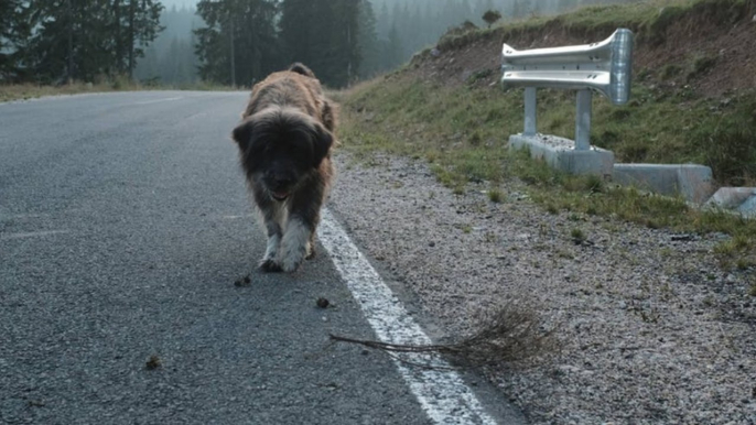 Damit hat er nicht gerechnet: Er setzt seinen Hund auf der Straße auf und das hat Folgen