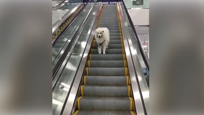 Sein Herrchen hat einfach die Leine los gelassen. Als der Hund merkt, dass er alleine auf der Rolltreppe ist, reagiert er einfach genial!