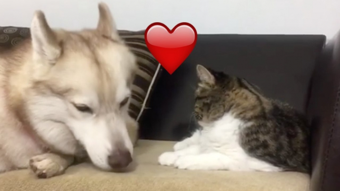 Der Husky möchte mit der Katze kuscheln, doch die hat da anderes im Sinn! Einfach zu süß!