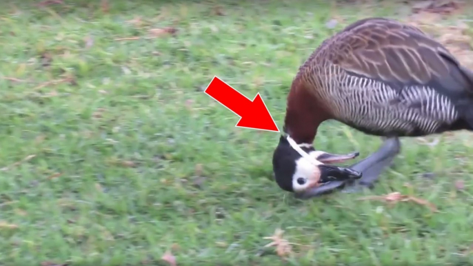 Eine Frau rettet eine Ente, deren Hals und Schnabel in einem Plastikring stecken