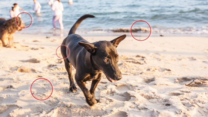 Urlaub am Meer: Vor diesen am Strand lauernden Gefahren solltest Du Deinen Vierbeiner schützen!