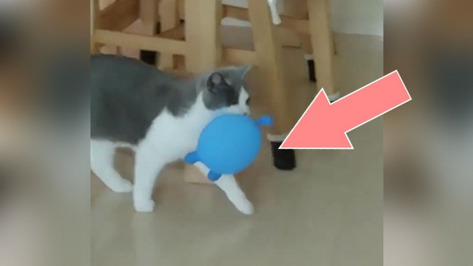 Diese Katze hat den Luftballon gefangen, doch DARAUF war sie nicht gefasst! Einfach zu komisch!