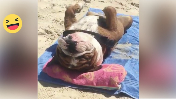 Er nimmt seine Bulldogge mit an den Strand. Doch DAMIT hat er nicht gerechnet...